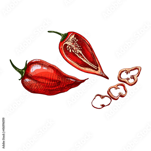 Whole, half and slice pepper habanero. Vector vintage hatching color illustration.