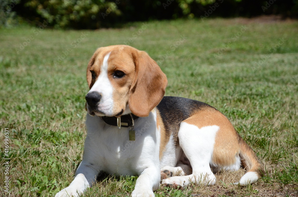 Oxane the Beagle