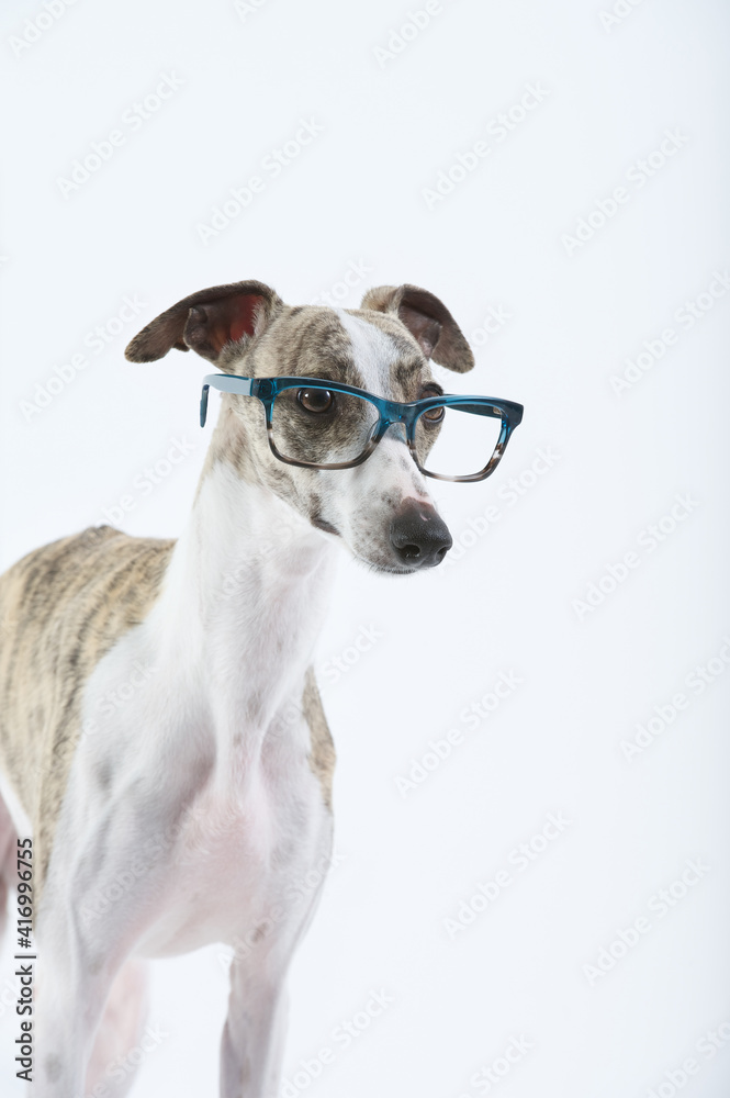 Whippet purebred dog portrait looking carefully with glasses of green blue frame in study with white background Whippet purebred dog portrait looking carefully with glasses of green blue frame in study with white background