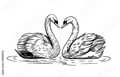 A sketch of a swan. Hand drawn illustration convert to vector. black outline on transparent background
