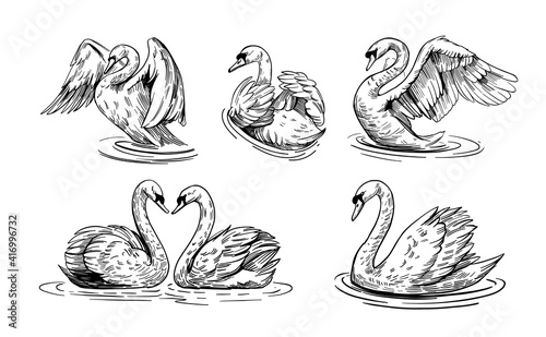 A sketch of a swan. Hand drawn illustration convert to vector. black outline on transparent background