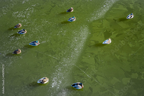 ducks seeting on a frozen river