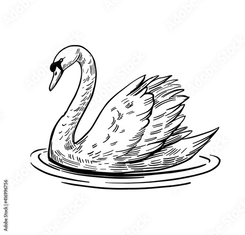 Fototapeta Naklejka Na Ścianę i Meble -  A sketch of a swan. Hand drawn illustration convert to vector. black outline on transparent background