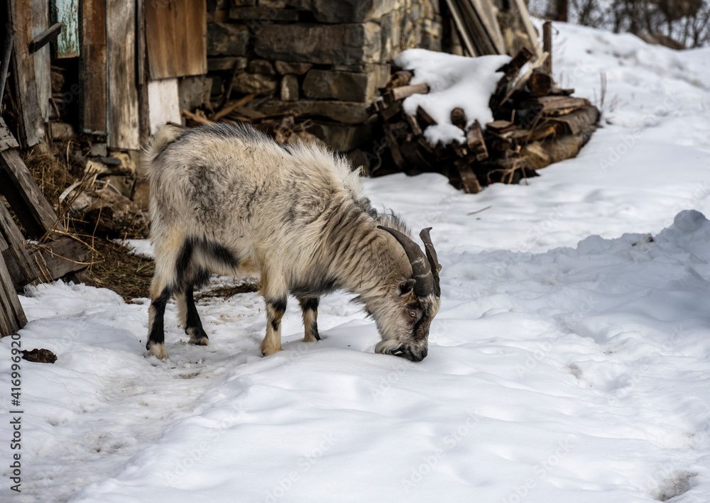 a domestic goat came out of a barn in the back yard a domestic goat came out of a barn in the back yard
