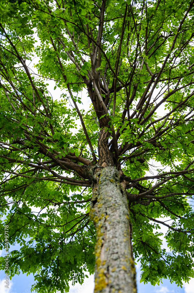 Acacia tree with green leaves nature background Acacia tree with green leaves nature background