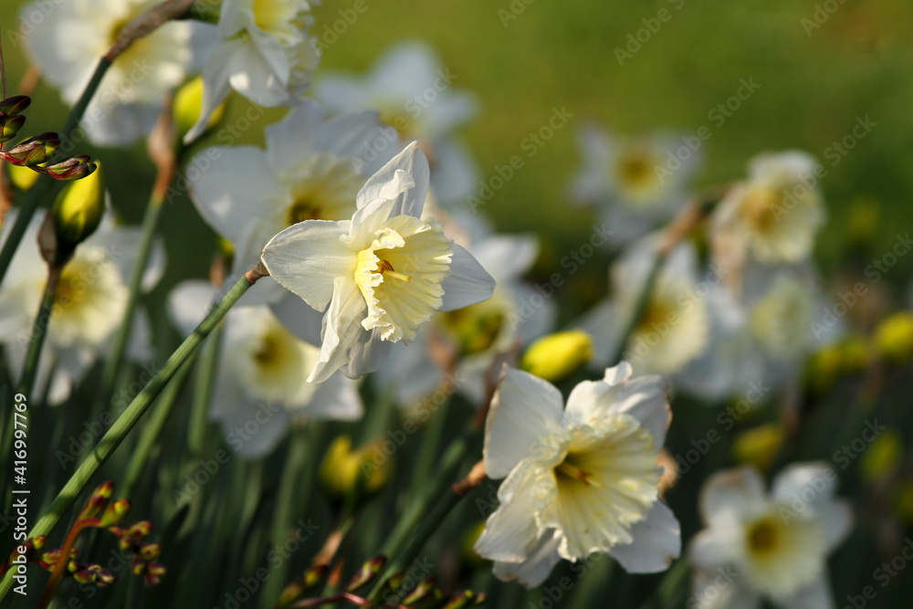 Obraz premium Field of white daffodils, a prelude to spring.