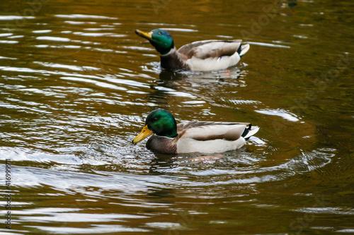 Ducks swimming on the lake