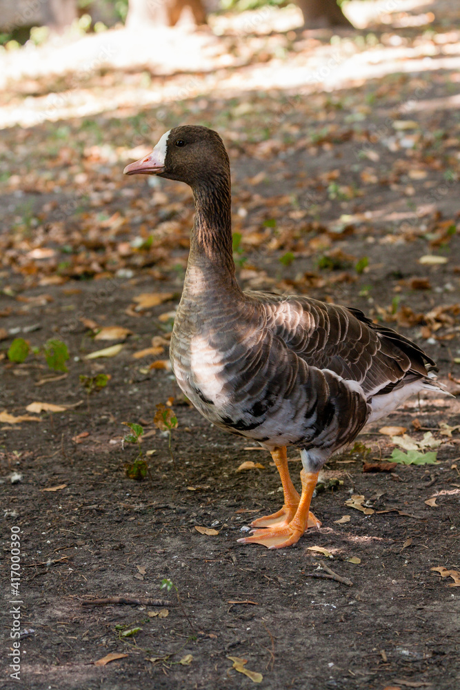 Goose Piskulka close-up walks on the grass in the sunlight Goose Piskulka close-up walks on the grass in the sunlight