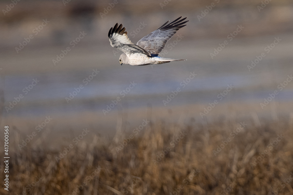 Extremely close view of a male hen harrier (Northern harrier) flying in beautiful light, seen in the wild in North California Extremely close view of a male hen harrier (Northern harrier) flying in beautiful light, seen in the wild in North California