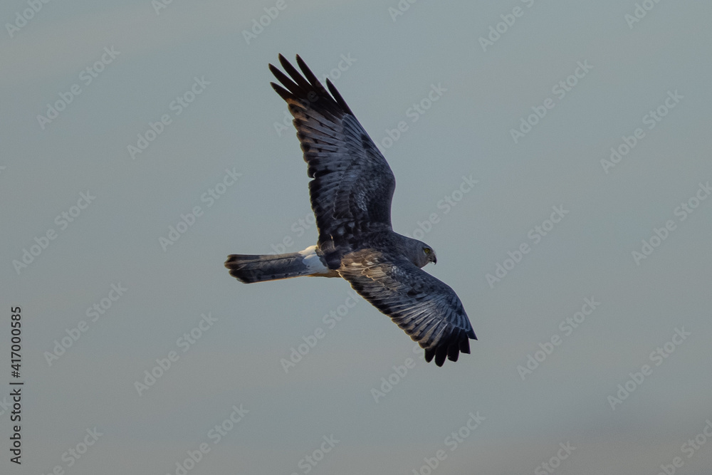 Fototapeta premium Extremely close view of a male hen harrier (Northern harrier) flying in beautiful light, seen in the wild in North California