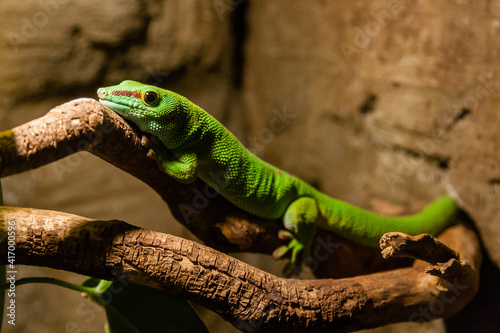 Green gecko lizard sits on a close-up branch