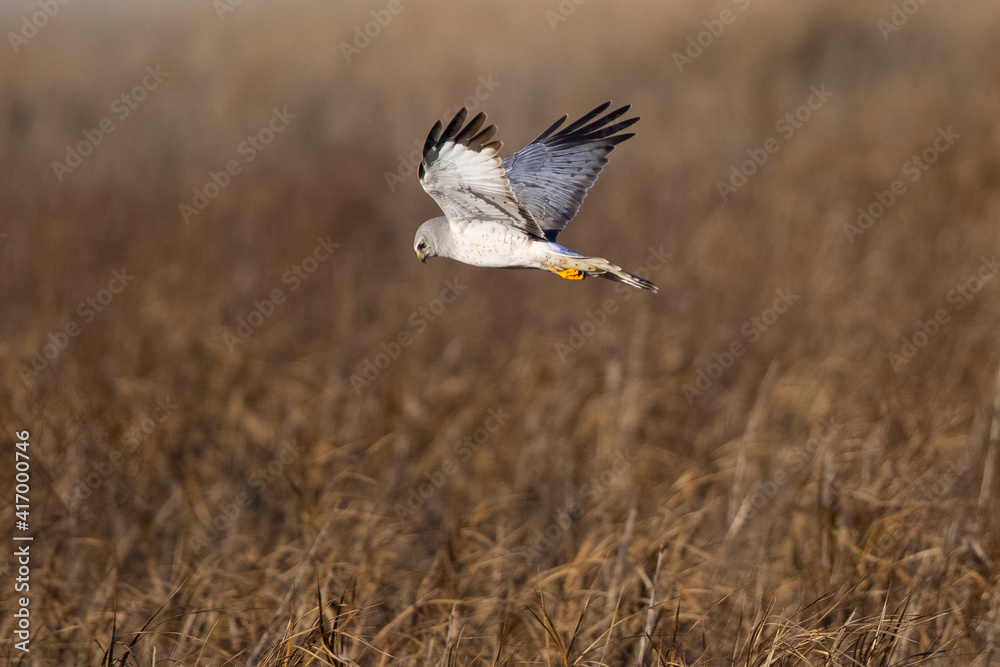 Extremely close view of a male hen harrier (Northern harrier) flying in beautiful light, seen in the wild in North California Extremely close view of a male hen harrier (Northern harrier) flying in beautiful light, seen in the wild in North California