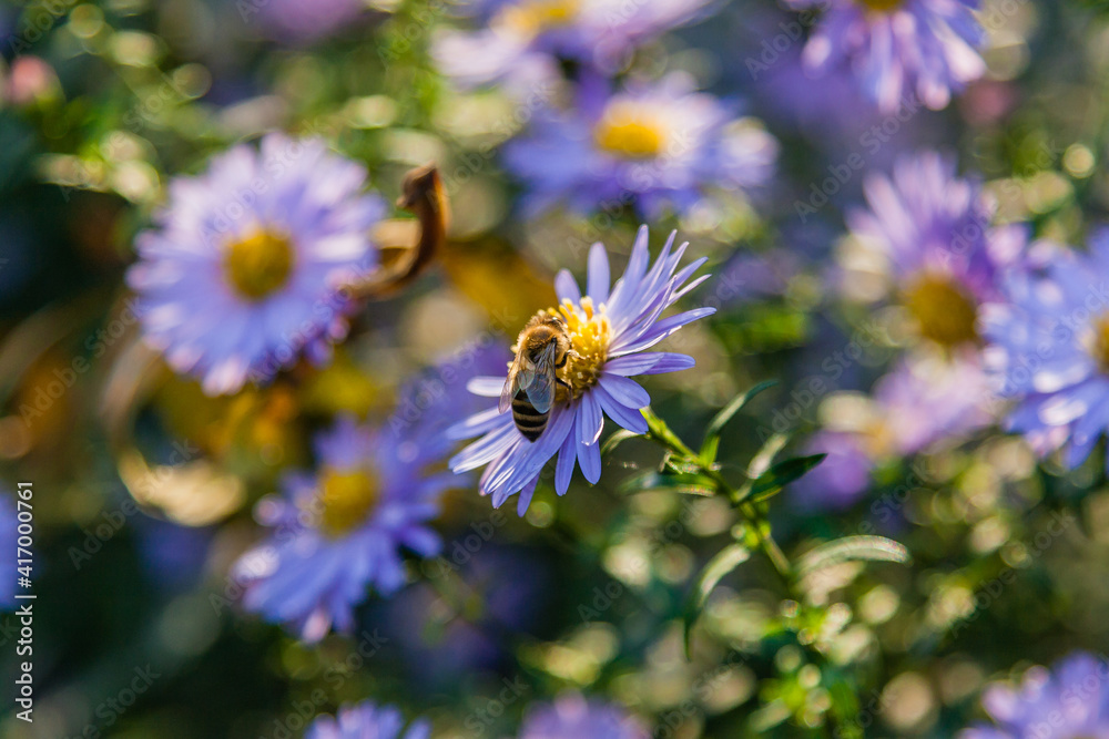 Field flowers on which insects and bees sit close up Field flowers on which insects and bees sit close up