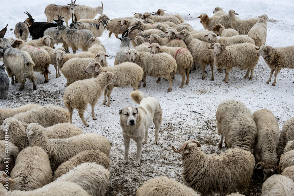 sheep and horned rams in a livestock pen against the backdrop of mountains in winter sheep and horned rams in a livestock pen against the backdrop of mountains in winter