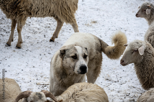 corral with sheep and rams near a house in the Caucasus Mountains 