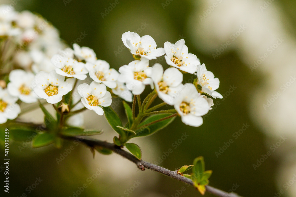 Macro bush of small white flowers on a branch