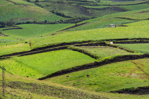 rice terraces in island