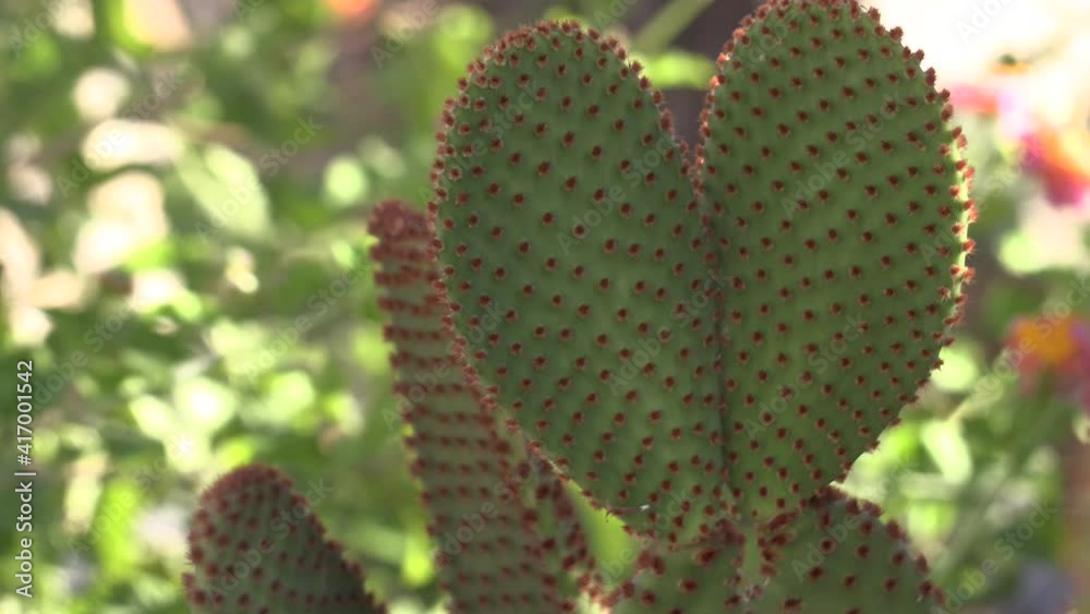 Beautiful plants used in landscaping projects. Beautiful plants used in landscaping projects.