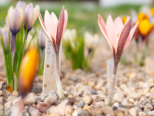 Crocus pink Alatavicus. A very rare flower. Pink flower with an unusual color