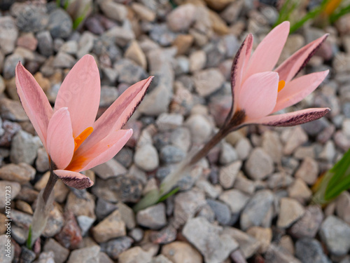 Crocus pink Alatavicus. A very rare flower. Pink flower with an unusual color photo