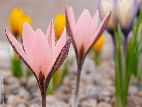 Crocus pink Alatavicus. A very rare flower. Pink flower with an unusual color photo