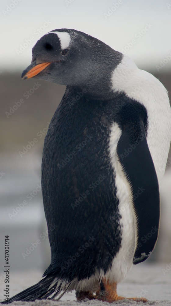 Naklejka premium SONY DSC