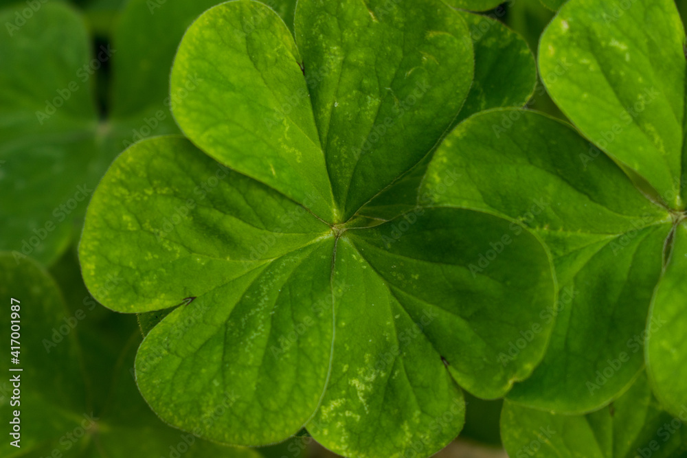 Green leaves background. Nature foliage texture Green leaves background. Nature foliage texture