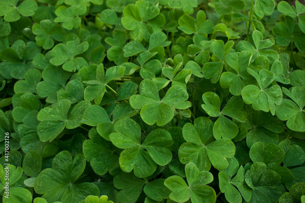 Green leaves background. Nature foliage texture Green leaves background. Nature foliage texture