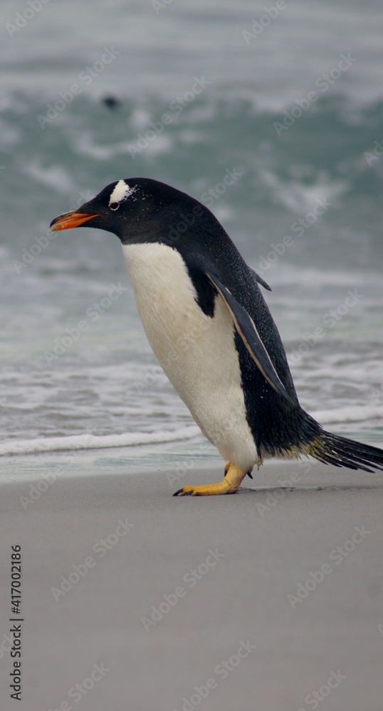 Naklejka premium SONY DSC