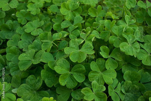 Green leaves background. Nature foliage texture