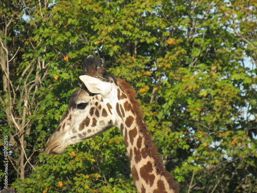 Canvas Print giraffe in the zoo