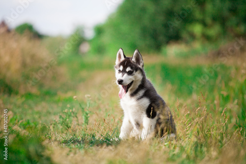 siberian husky puppy walks in nature