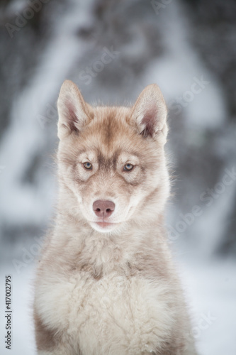Siberian Husky red puppy © Ilona Didkovska
