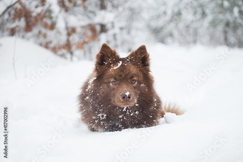 red dog  Finnish lappphund in the snow