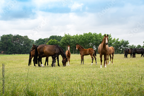 Pferdehaltung - Zucht und Haltung von Hannoveraner Pferde, Pferde auf der Weide.