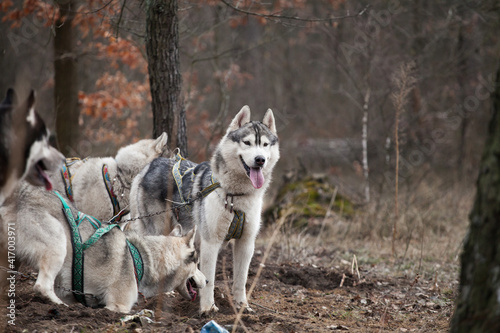 Siderian husky in the forest