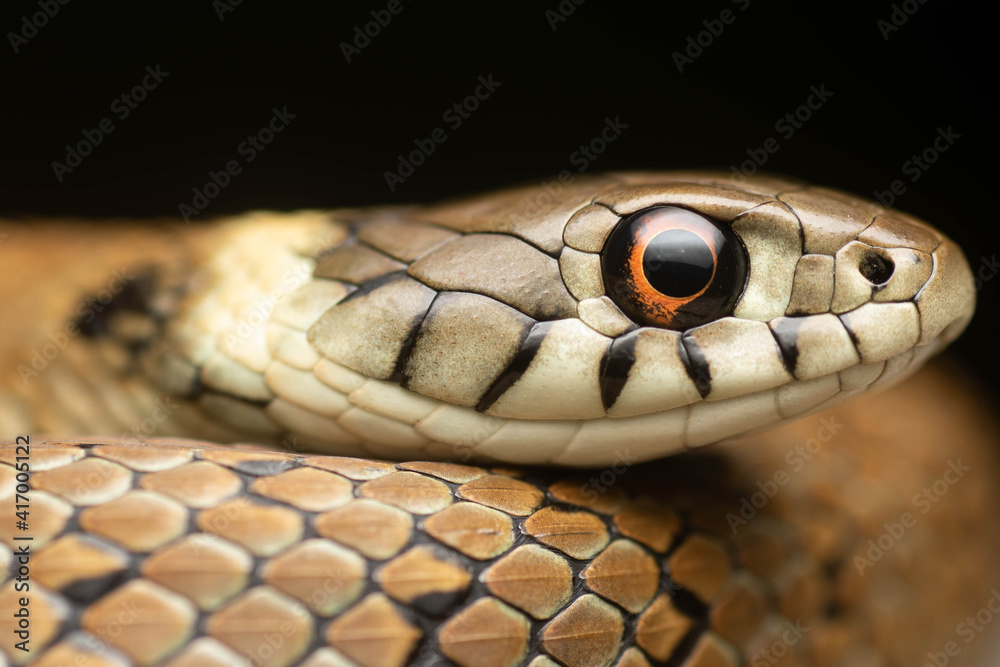 Retrato de bonita culebra de collar mediterránea de agua joven con ojos rojos y fondo negro Retrato de bonita culebra de collar mediterránea de agua joven con ojos rojos y fondo negro
