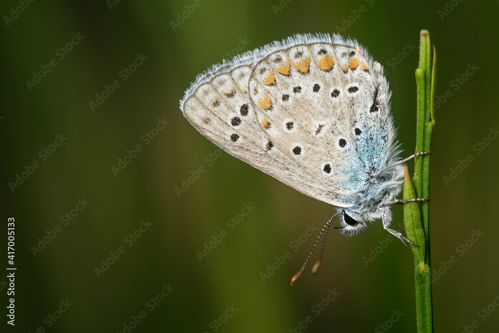 Fototapeta premium Bonita mariposa ícaro azul con puntos naranjas y negros sobre una planta con fondo verde
