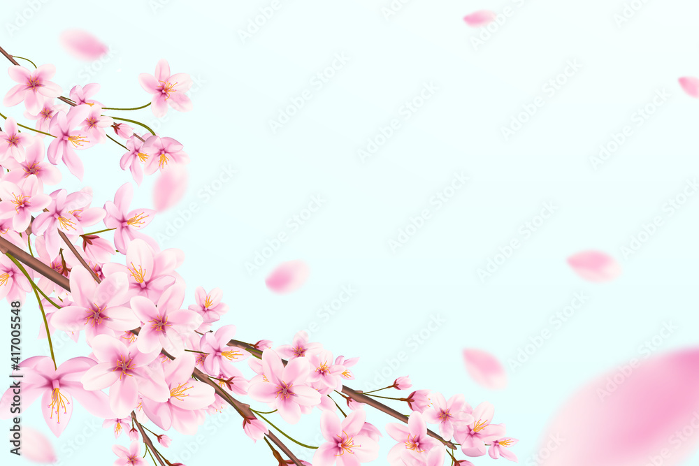 Blossoming cherry branches with flying petals on a blue background. Japanese sakura.