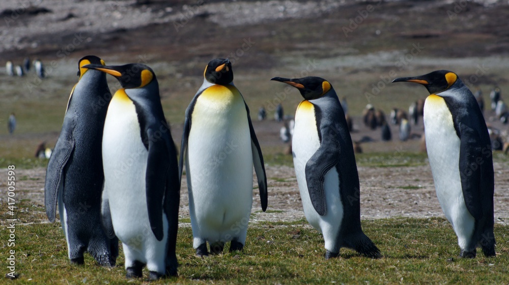 Obraz premium SONY DSC