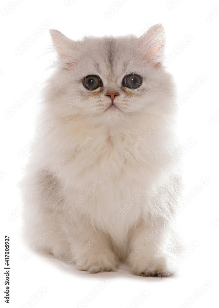 Persian Chinchilla Kitten