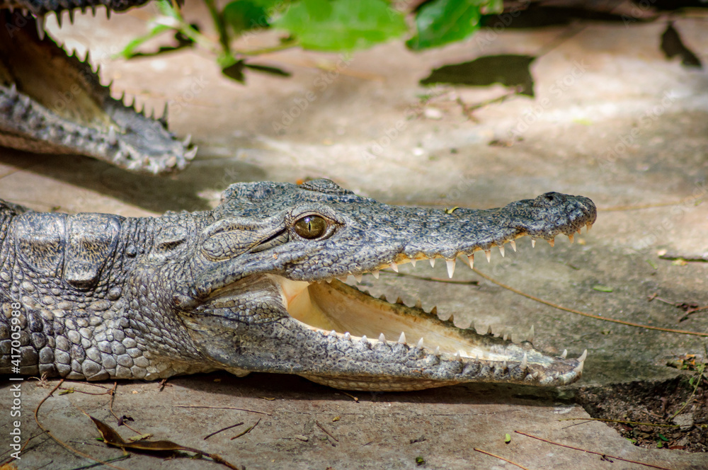 Obraz premium Young crocodile on the surface