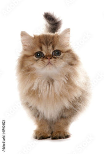 Persian golden Kitten