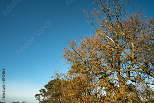 Autumn trees against a clear blue sky