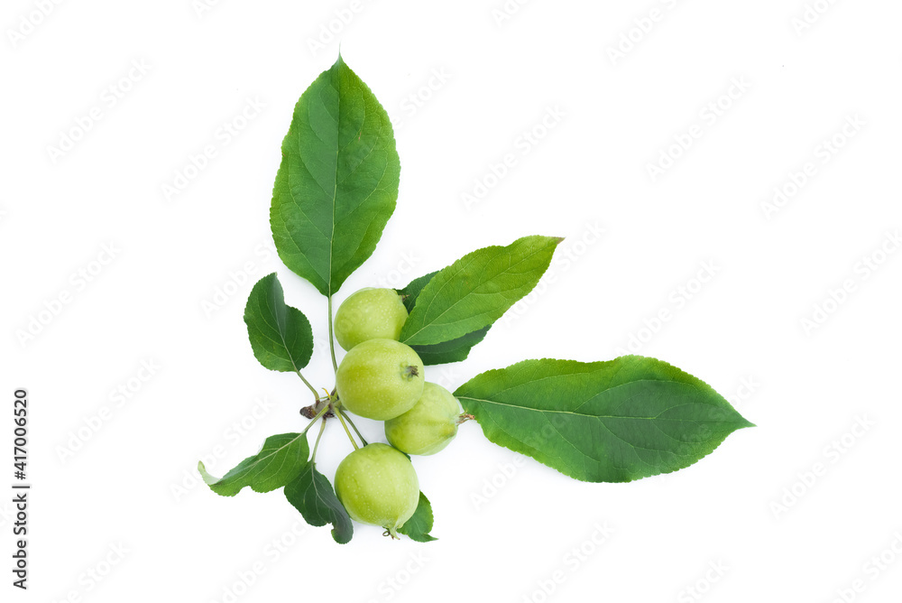 Green garden apple tree branch isolated on the white background.