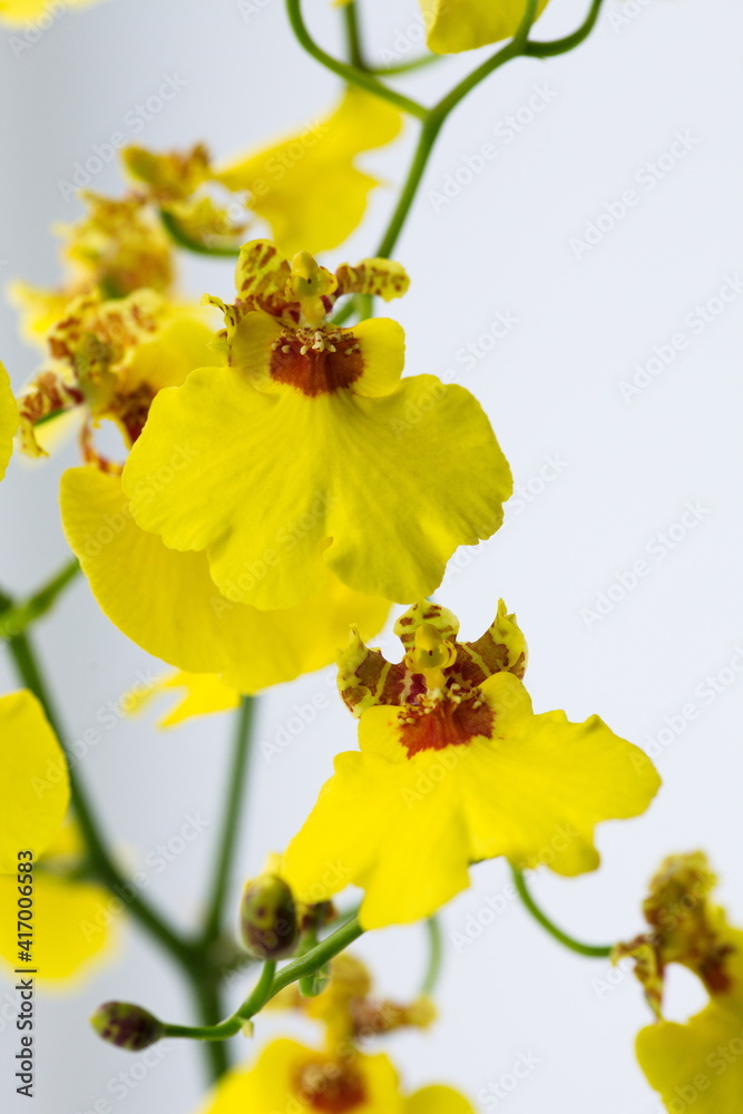 Beautiful yellow orchid on a white background. Beautiful yellow orchid on a white background.