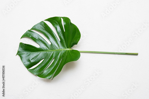 Green monstera leaf isolated on white background. photo