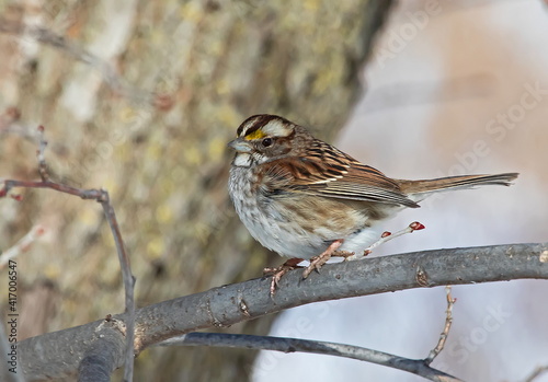 sparrow on a branch © Bill