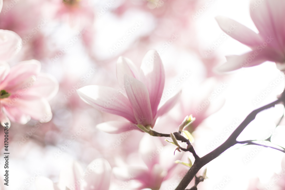 Incredibly beautiful spring scene with blooming magnolia tree with a blurred background
