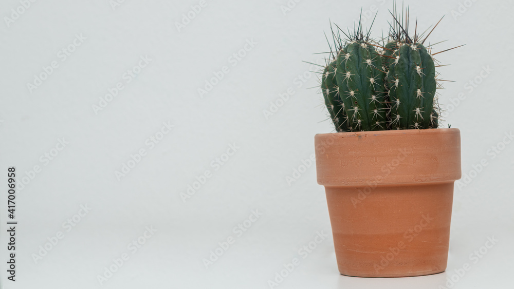 cactus in an old pot